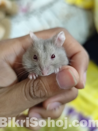 ক্যাম্পবেল ডুয়ারফ হ্যামস্টার।